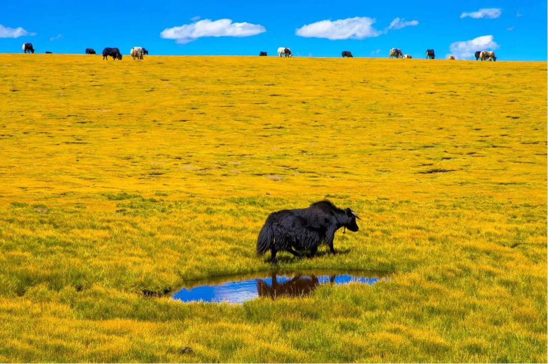 1663052332729022.jpg 3.jpg