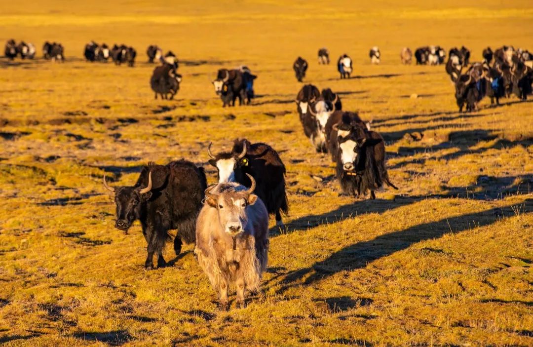 1663061338626079.jpg 9.jpg