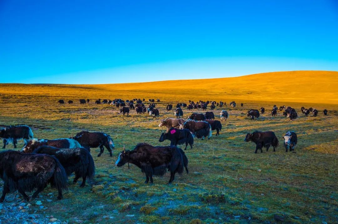 1663061423598773.jpg 14.jpg